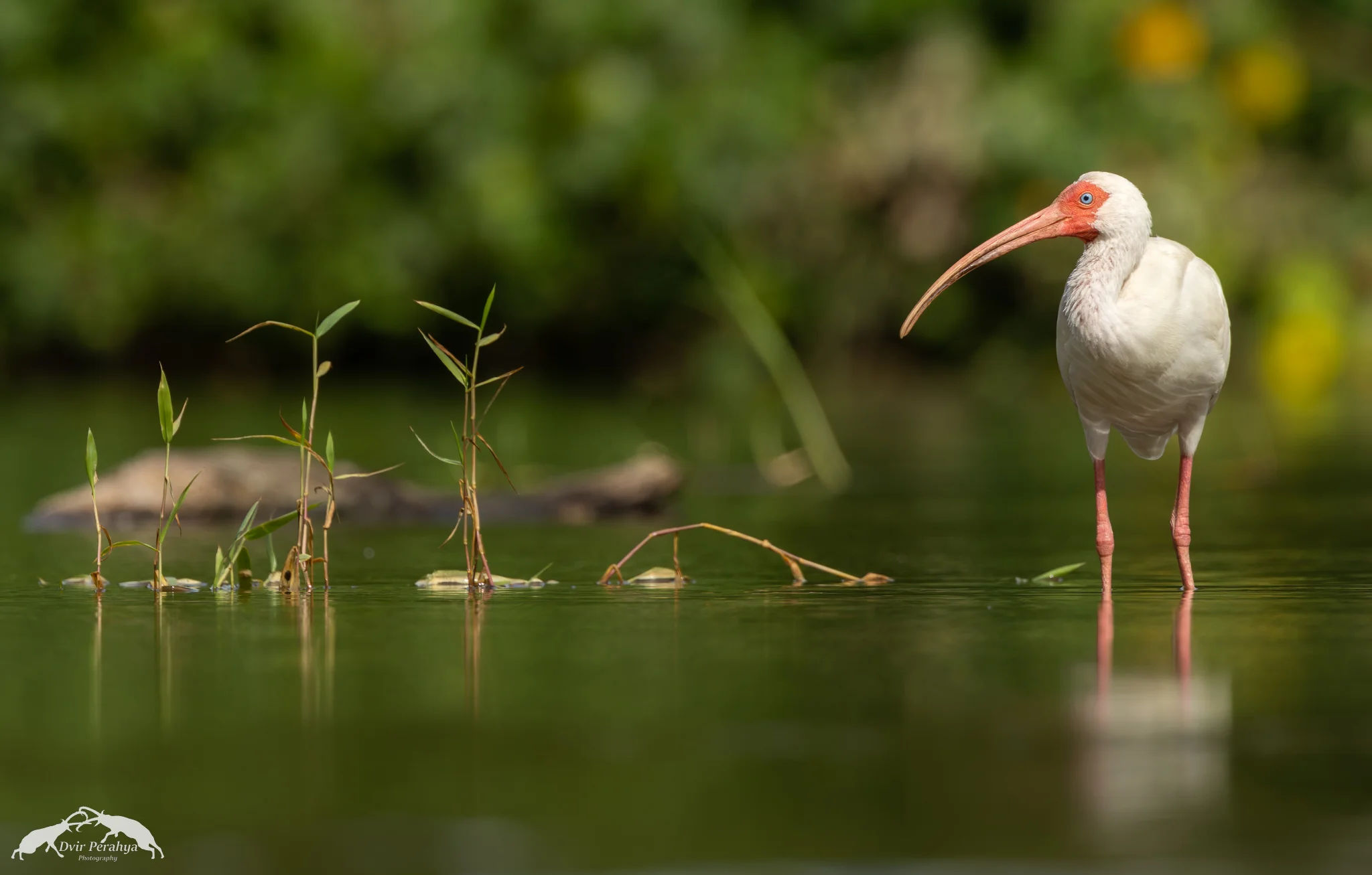 White Ibis, Costa Rica Rainforest
